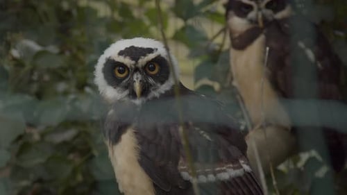 Gefangene Braune Walteule (Strix leptogrammica) dreht den Kopf in Richtung Kamera