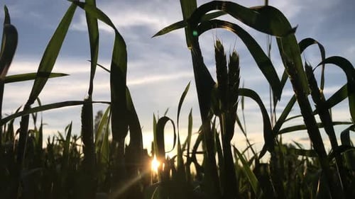 Agriculture Farming Food Industry