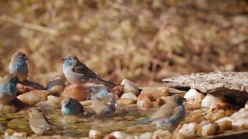 passerine bird in waterhole in Kruger National park, South Africa