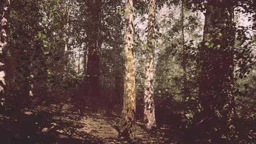 A Dense and Majestic Birch Forest with Towering Trees