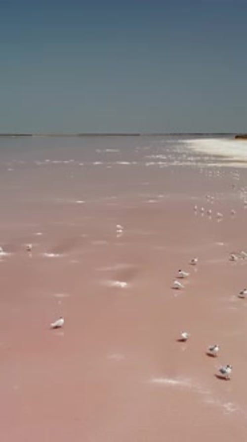 Seagulls at Pink Salt Lake Dunaliella Salina Impart a Red Pink Water in Mineral Lake with Dry