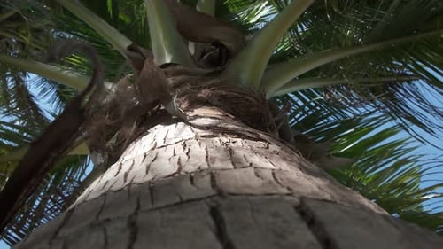 shot up a palm tree trunk showing its trunk and leaf's with blue sky