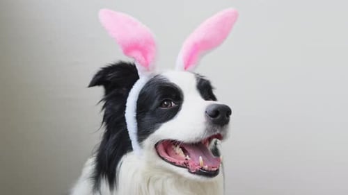 Happy Easter Concept Preparation for Holiday Cute Funny Puppy Dog Border Collie Wearing Easter Bunny