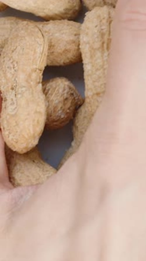 Vertical video. Peanuts in the Shell Fall onto a White Background. Top View, Slow Motion.