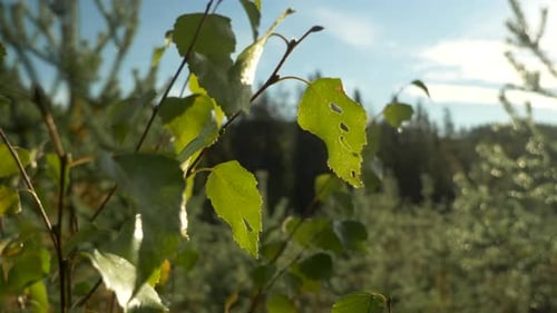 Slide orbit close up shot of green leafs and foliage of birch tree lit by golden sunshine, under blu