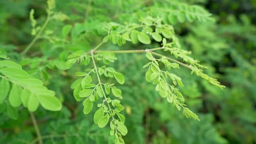 Lush Green Leaves in Natural Sunlight