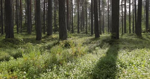 Aerial View of the Forest. Camera moves from the first person through the thicket of a pine forest