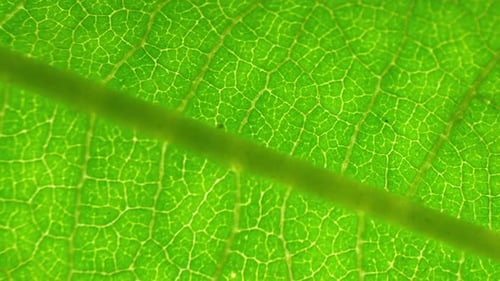 A close-up view of a green leaf.