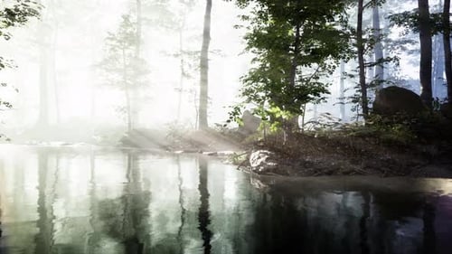 Dark Pond in Mysterious Forest