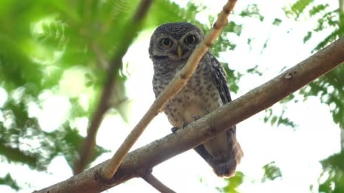 Chouette tachetée intrépide perchée tranquillement sur une branche dans sa nature