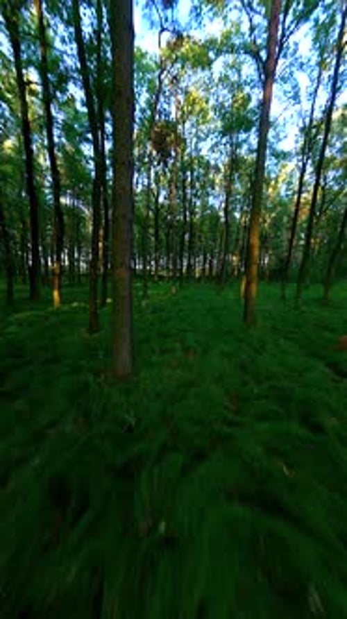 Flight Through Summer Leafy Forest in the Morning Sunlight