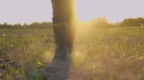 Camera Following Male Farmer's Feet in Rubber Boots Walking Through Small Green Sprouts of Wheat on