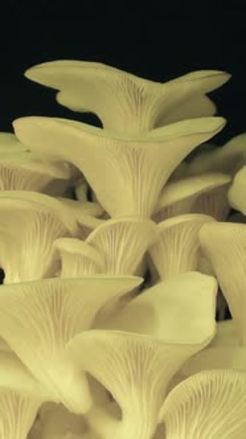 Cluster of Yellow Oyster Mushrooms Close Up