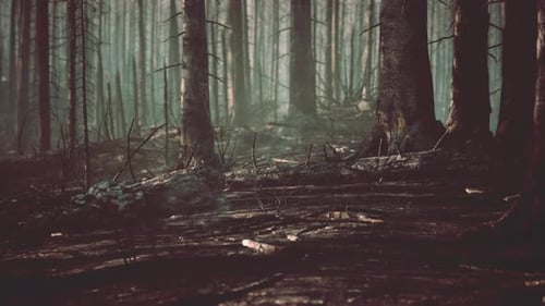 Forest Fire and Fallen Tree is Burned to the Ground with a Lot of Smoke