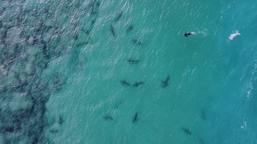 Aerial view above person snorkeling in middle of sharks in shallow water- birds eye, drone shot