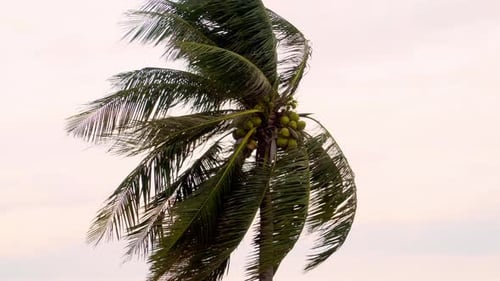 Palm Tree Blowing in Tropical Storm Winds