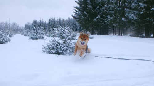 Dog Runs Through Snow in Winter Forest