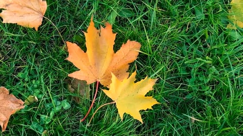 Autumn Leaves in the Park Selective Focus