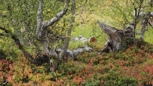 Os troncos retorcidos das bétulas se misturam com as cores outonais da vegetação rasteira em uma floresta serena