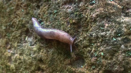 Die Schnecke bewegt sich über einen Felsen.
