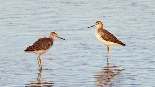 Greater Yellowlegs Shorebird Watvogel im Wasser im tropischen Winter — ein einziger
