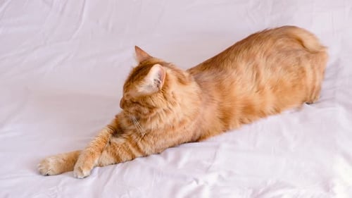 Ginger Tabby Cat está deitada na cama em uma suave luz matinal, pata dobrada, lindo e aconchegante gato doméstico, animais de estimação