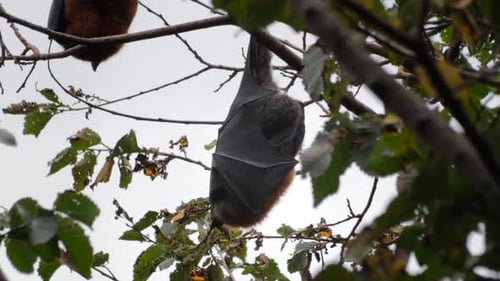 Fruit Bat Flying Fox Hanging Upside Down from Tree Branch Sleeping, Close Up, Day time Maffra, Victo