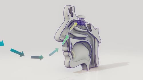 Scientific 3D Animation of Nasal Cavity Airflow and Olfaction