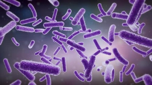 Bacteria