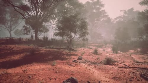 Misty Landscape in Australia Showcasing Red Earth and Dense Vegetation