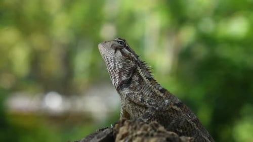 Lagartija oriental hembra de jardín moviéndose de un árbol talado en el país tropical de Sri Lanka