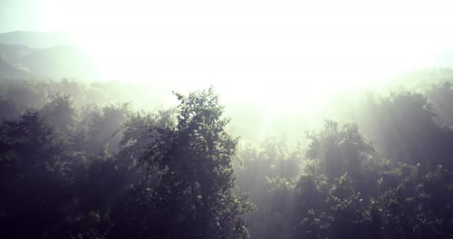Morning Mist Envelops a Tranquil Forest Clearing During Dawn