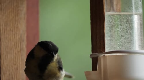 Great tit sip water and take away sunflower.