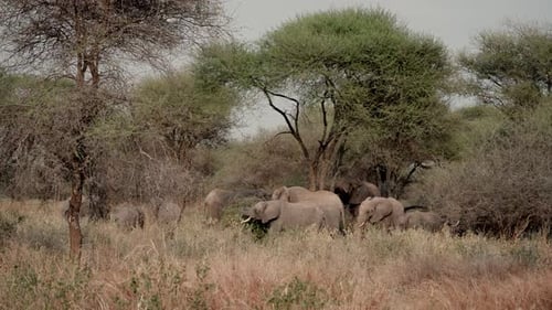 Elephants Gather and Graze in Their Natural Habitat