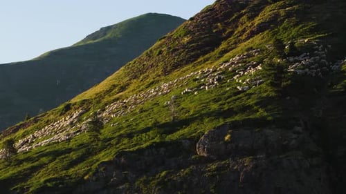 Flock of Sheep Grazing on a Steep Green Mountain Slope at Sunset
