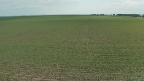 Young, Green Wheat Shoots In The Field