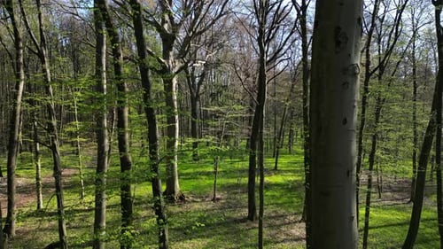 Moving in Spring Forest with Sunshine