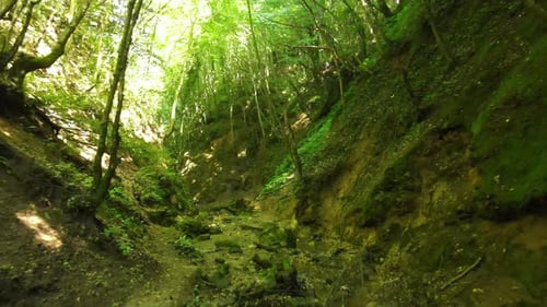 woods nature landscape