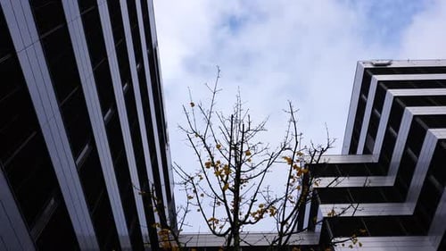 Modern business center exterior and fall tree branches in cloudy sky day