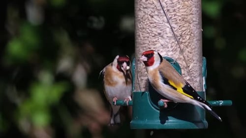 Goldfinches Feeding From Bird Feeder in Natural Setting