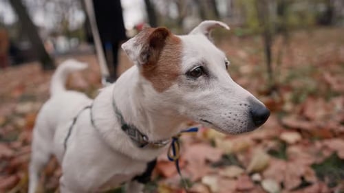 Dog breed Jack Russell Terrier on a leash in the park