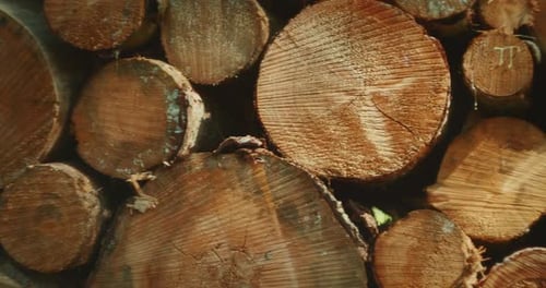 Troncs d'arbres empilés avec des marques colorées dans la zone d'exploitation forestière de la forêt sous la lumière naturelle du soleil