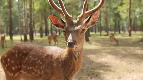 Sika Deer Gracefully Posing Amidst a Tranquil Forest Setting
