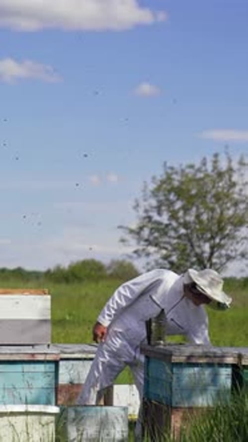 Wooden beehives in beautiful landscape. Beekeeper works with bees in the apiary