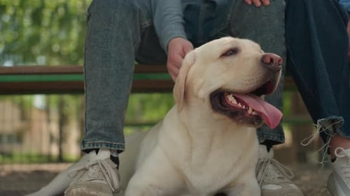 Labrador with Owner on Park Bench Pet Dog Enjoying Shade and Warm Company Canine Companion Resting
