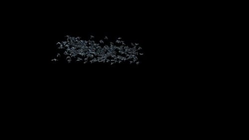 Flock of Flying Bats Animation