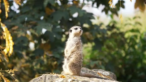 Nettes lustiges Erdmännchen schaut sich um