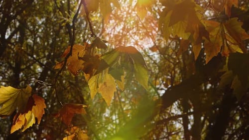 Beautiful Natural Autumn Season Romantic Brown Dry Leaves on a Tree