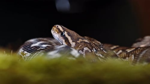 Coiled snake resting peacefully in a terrarium, close-up showcasing its textures and calmness