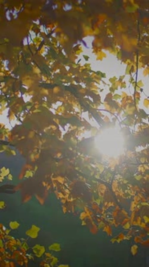 Admirez les magnifiques feuilles d'automne qui s'épanouissent dans l'étreinte sereine de la nature